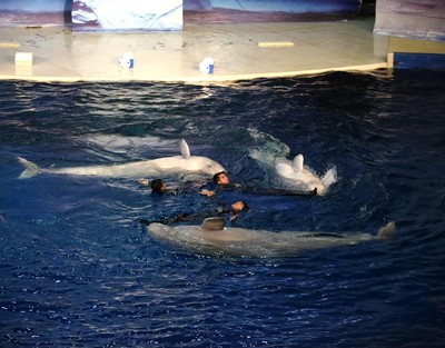 人鯨共舞譜寫和諧之美，白鯨三姐妹水中浪漫華爾茲